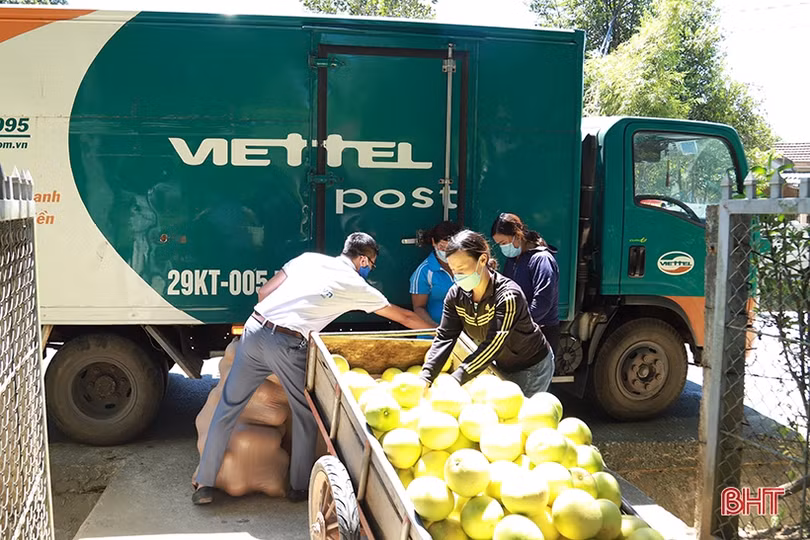 Chính thức tiêu thụ bưởi Phúc Trạch qua Sàn Thương mại điện tử Voso.vn