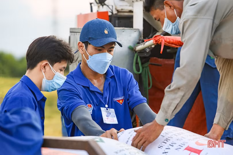 Hình ảnh đẹp về các tình nguyện viên giúp dân thu hoạch lúa ở Cẩm Xuyên