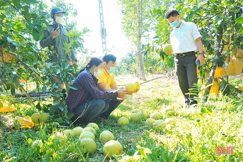 Ngắm “Đệ nhất danh quả” Hà Tĩnh mùa thu hoạch