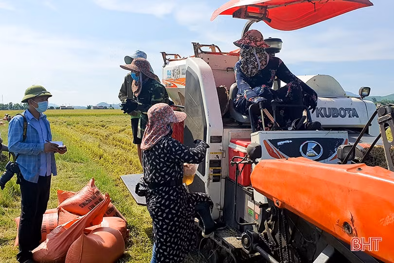Năng suất lúa hè thu vượt trội, nông dân huyện Kỳ Anh đẩy nhanh tiến độ thu hoạch