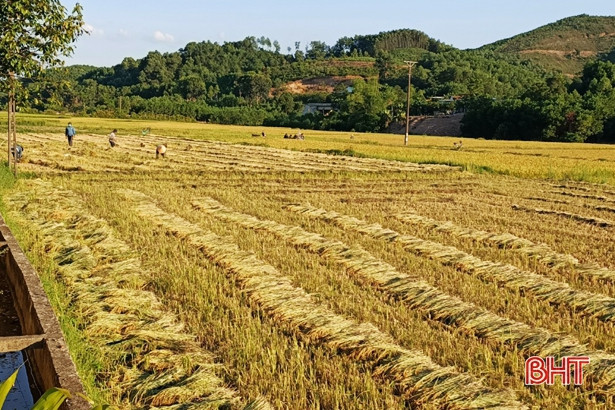Vũ Quang sẽ hoàn thành thu hoạch lúa hè thu trước 5 ngày theo chỉ đạo của tỉnh