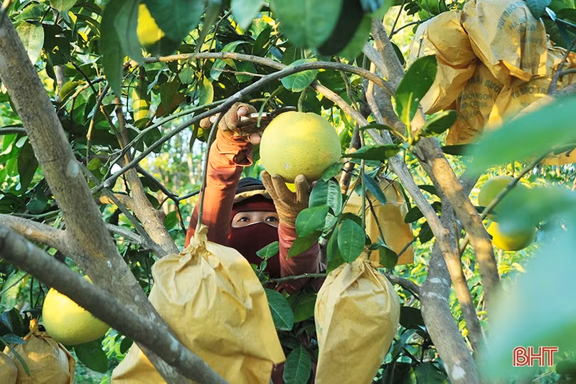 Ngắm “Đệ nhất danh quả” Hà Tĩnh mùa thu hoạch