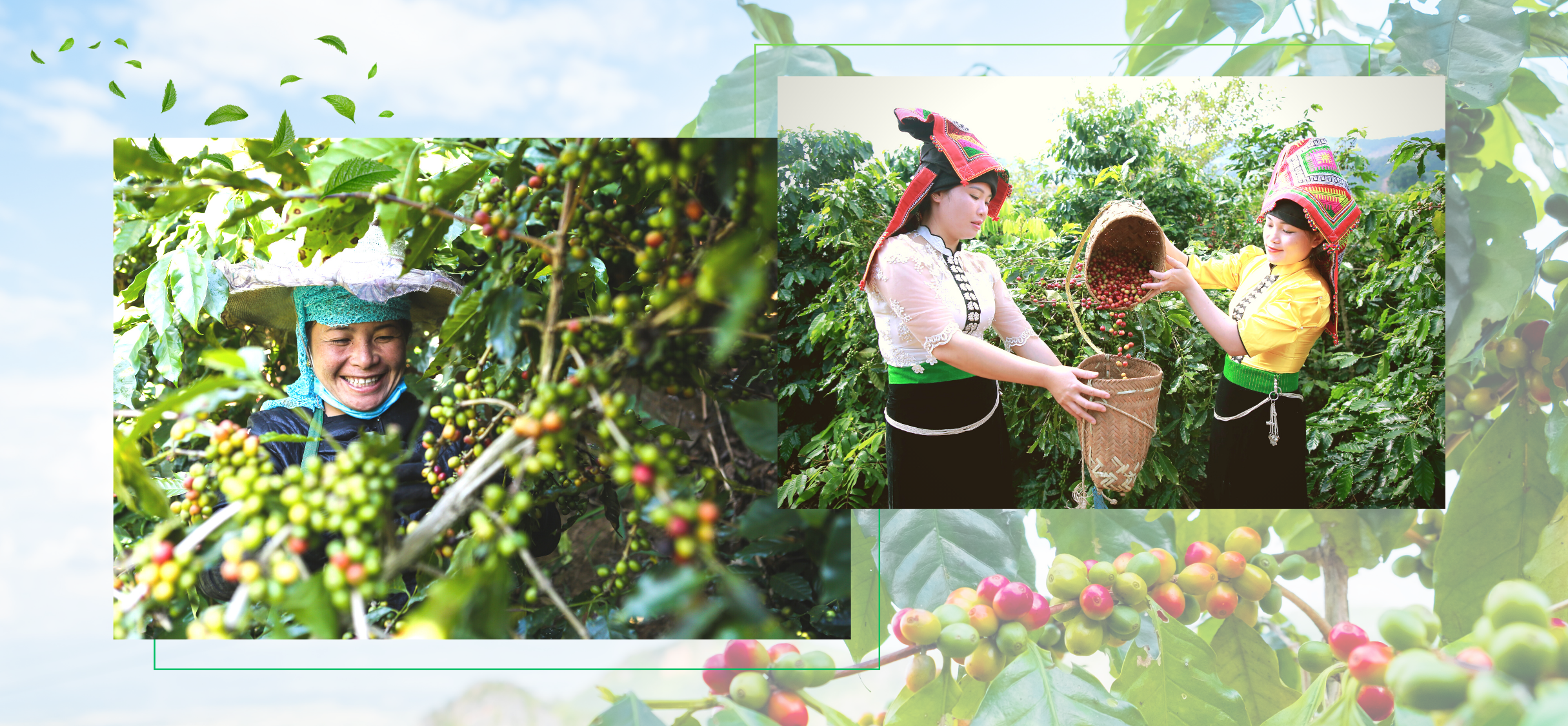 Cà phê Sơn La - hành trình tạo nên thương hiệu