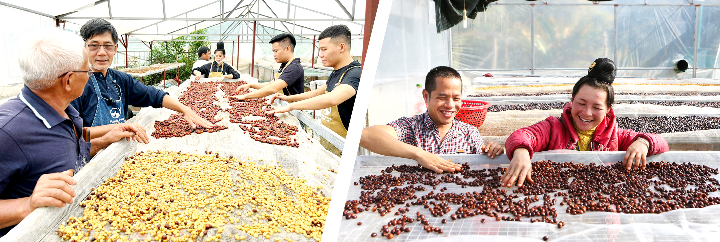 Cà phê Sơn La - hành trình tạo nên thương hiệu