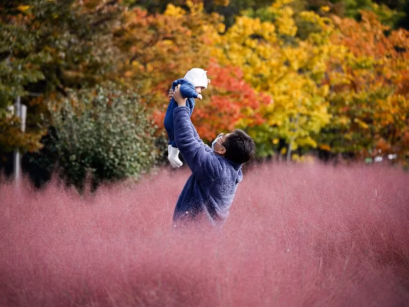 Đồng cỏ hồng lãng mạn, hút khách tham quan ở Hàn Quốc