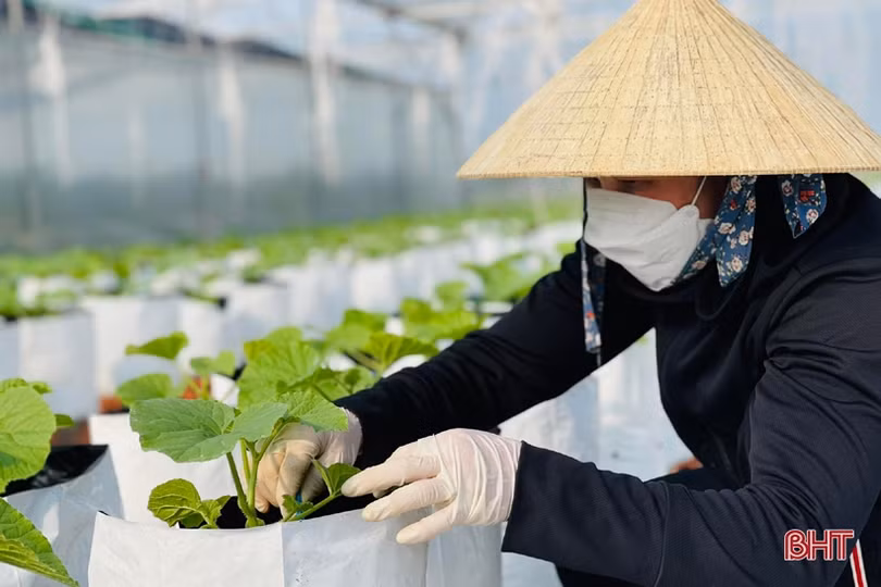 Mát mắt vườn ớt chuông công nghệ cao của nông dân Hà Tĩnh