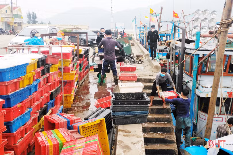 Hải sản tươi sống “đắt khách”, ngư dân Hà Tĩnh phấn khởi vươn khơi