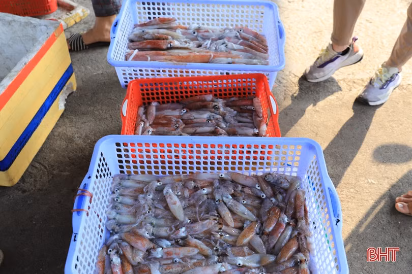 Ngư dân vùng cửa biển Hà Tĩnh liên tục “trúng đậm” mực ống