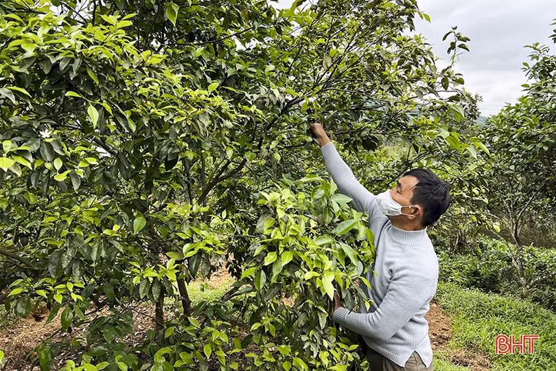 Nông dân Tân Hương thu nhập cao nhờ đa dạng hóa cây trồng, vật nuôi