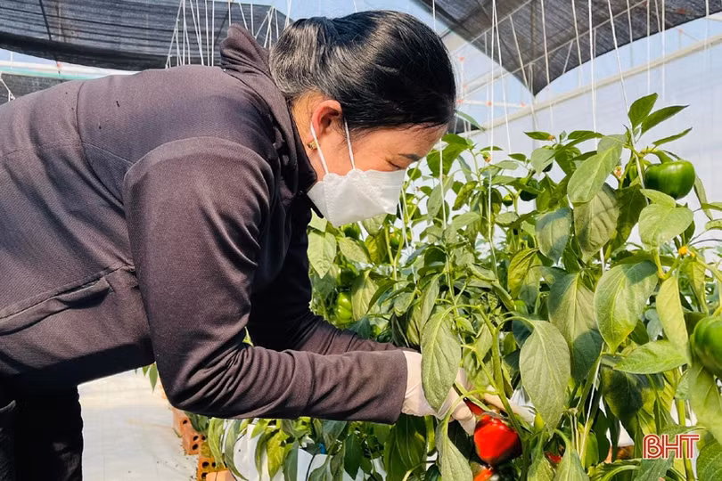 Mát mắt vườn ớt chuông công nghệ cao của nông dân Hà Tĩnh