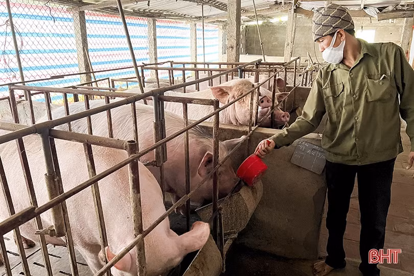 Nông dân Tân Hương thu nhập cao nhờ đa dạng hóa cây trồng, vật nuôi