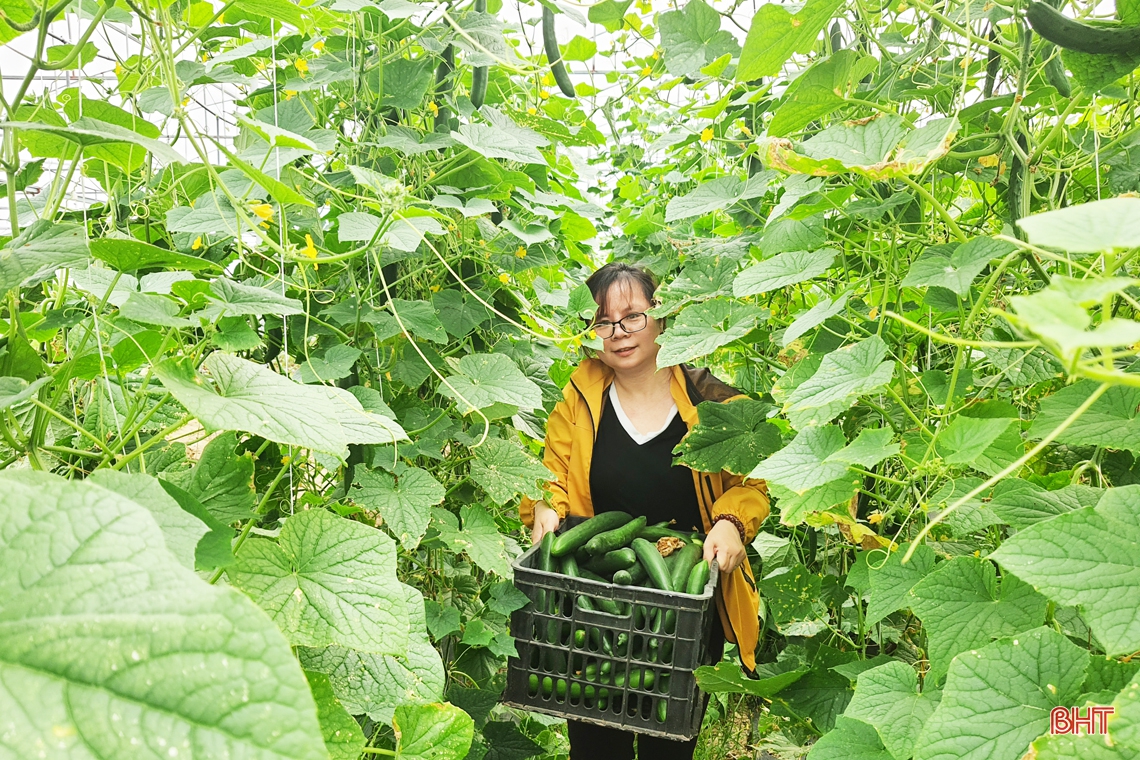 Mướt mắt những mô hình nông nghiệp xanh trên đất Thành Sen