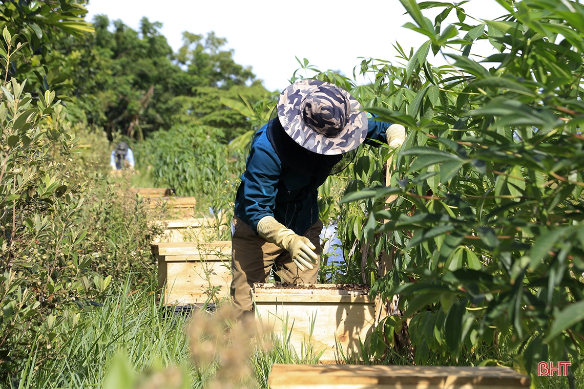 Mướt mắt những mô hình nông nghiệp xanh trên đất Thành Sen