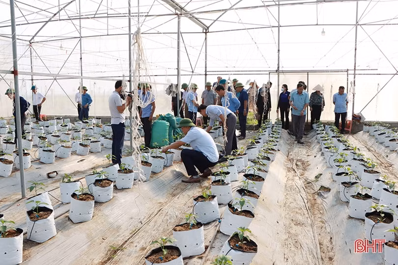 Cẩm Xuyên trao đổi kinh nghiệm phát triển nông nghiệp đô thị của TP Hà Tĩnh
