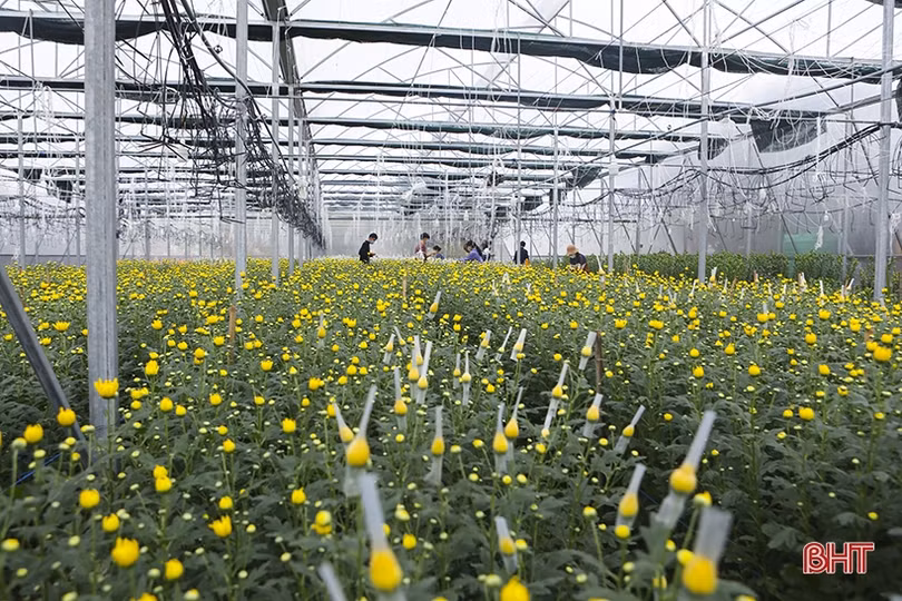 Những “triệu phú” vụ đông ở Hà Tĩnh