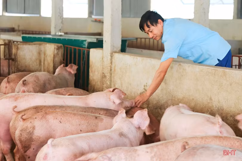 Thăm trang trại tổng hợp thu nhập tiền tỷ của nông dân Cẩm Xuyên