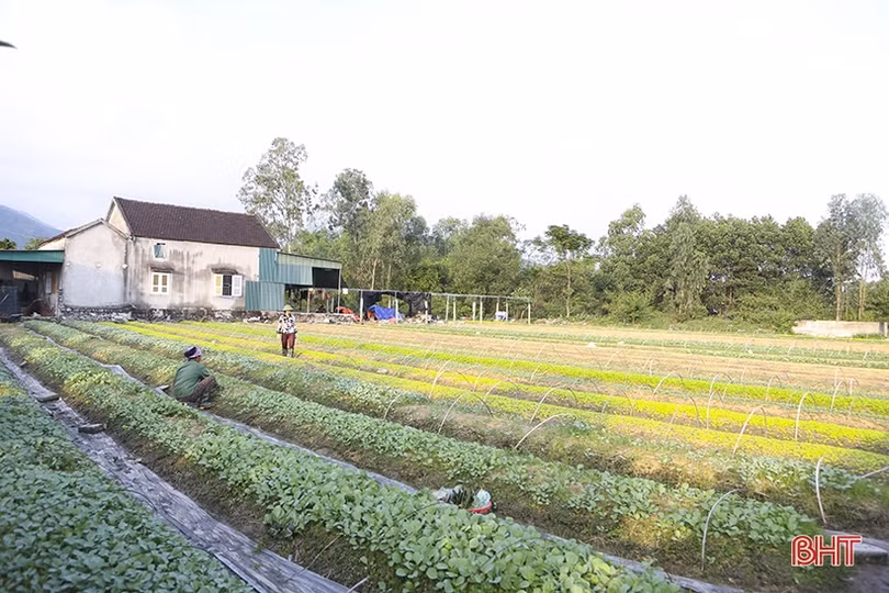 Những “triệu phú” vụ đông ở Hà Tĩnh