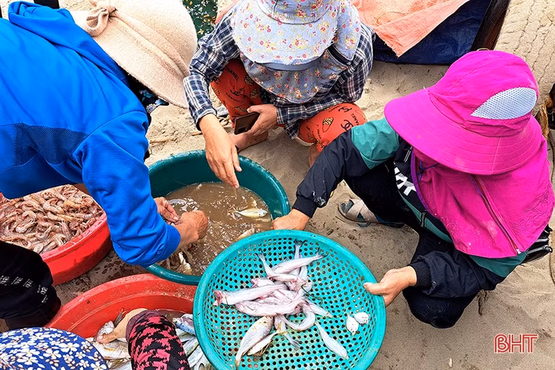 Thương lái “giành nhau” cá cháo đầu mùa