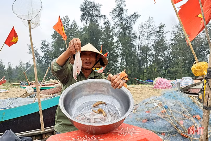 Thương lái “giành nhau” cá cháo đầu mùa