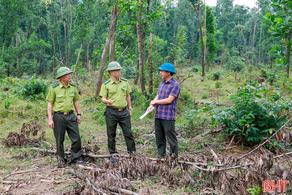 Rừng phòng hộ sau bão, bao giờ mới được phủ xanh?