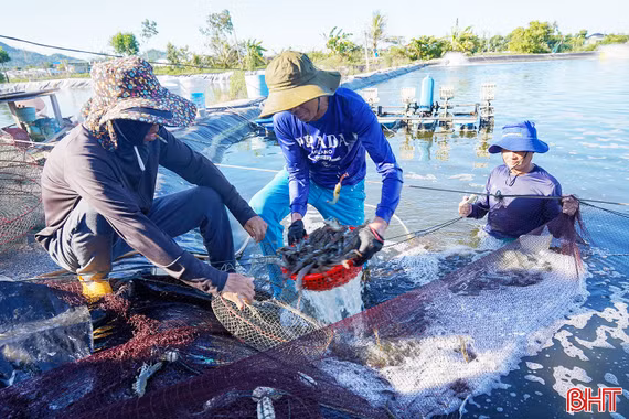 Từ đất muối bỏ hoang đến vùng nuôi tôm tiền tỷ