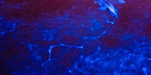 Hiện tượng thủy triều sáng được quan sát ở San Diego, Mỹ, tuy nhiên hiện chưa được dự đoán hay giải thích chính xác về thời điểm xuất hiện. Trong đêm tối, các con sóng xô nhau tạo thành các vệt sáng xanh kỳ lạ. Các đám tảo xanh Lingulodinium polyedrum là nguyên nhân hình thành hiện tượng này.