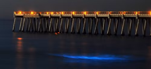 Vào những tháng mùa hè, hiện tượng nước phát sáng xanh được quan sát ở biển Navarre, bang Florida, Mỹ, nhờ sự tập trung của các sinh vật phù du. Dưới ánh sáng xanh huyền ảo, các đàn cá được mô tả trông giống những vệt sao chổi.