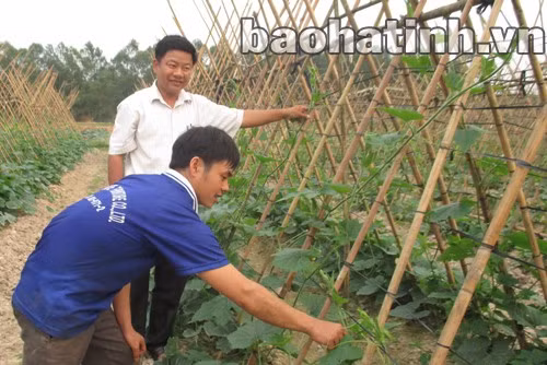 Mô hình trồng bí xanh 12 ha của HTX kinh doanh DV thống nhất Thạch Ngọc