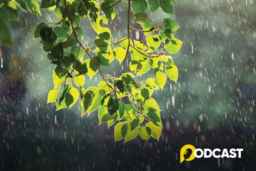 Podcast tản văn: Khi mùa hạ trở mình