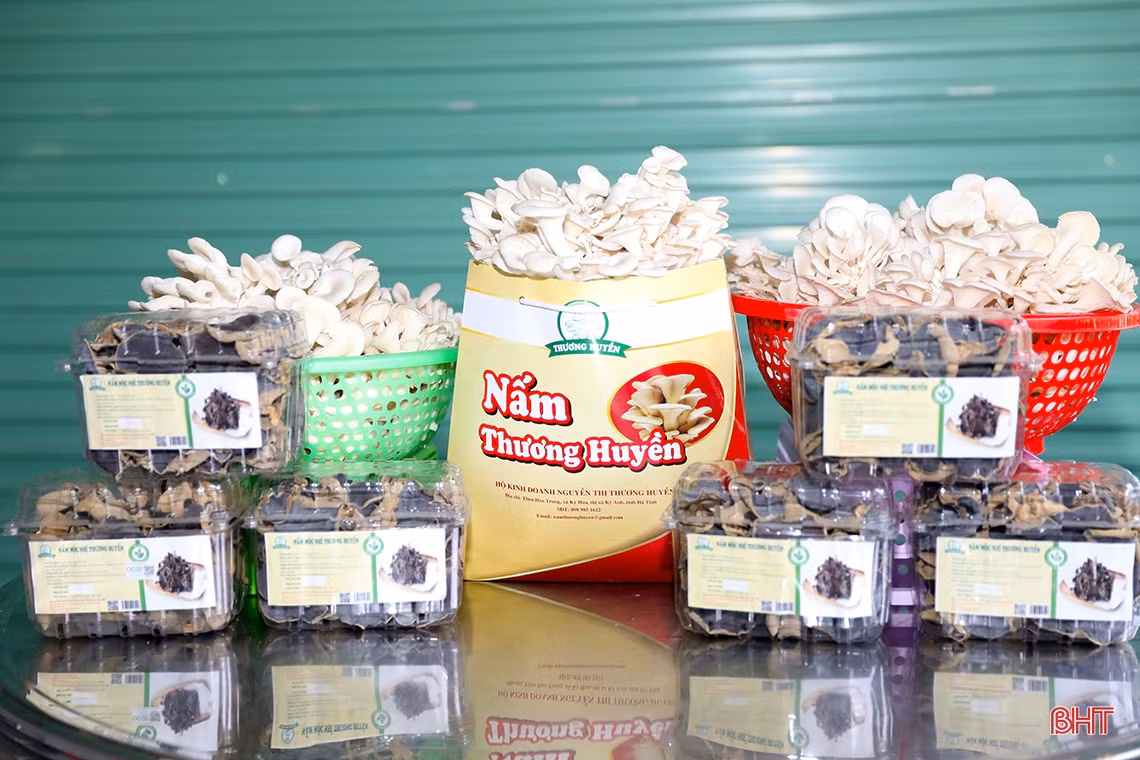 Nấm bào ngư OCOP 3 sao đầu tiên ở thị xã Kỳ Anh