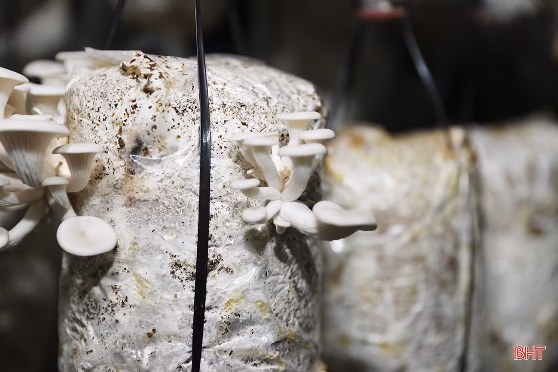 Nấm bào ngư OCOP 3 sao đầu tiên ở thị xã Kỳ Anh