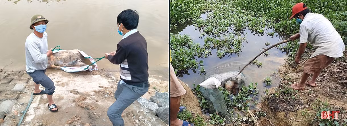 Dịch bệnh trên gia súc và “lá chắn” trong chăn nuôi (bài 2): Vì đâu dịch bệnh bùng phát và khó kiểm soát?