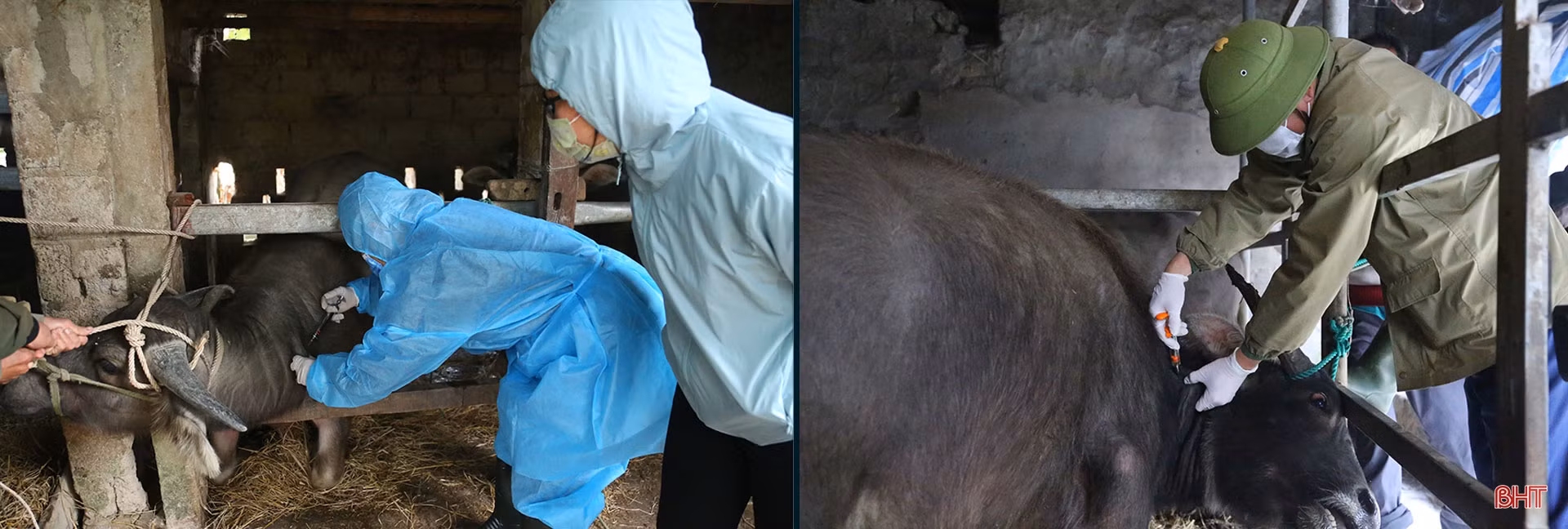 Dịch bệnh trên gia súc và “lá chắn” trong chăn nuôi (bài 2): Vì đâu dịch bệnh bùng phát và khó kiểm soát?