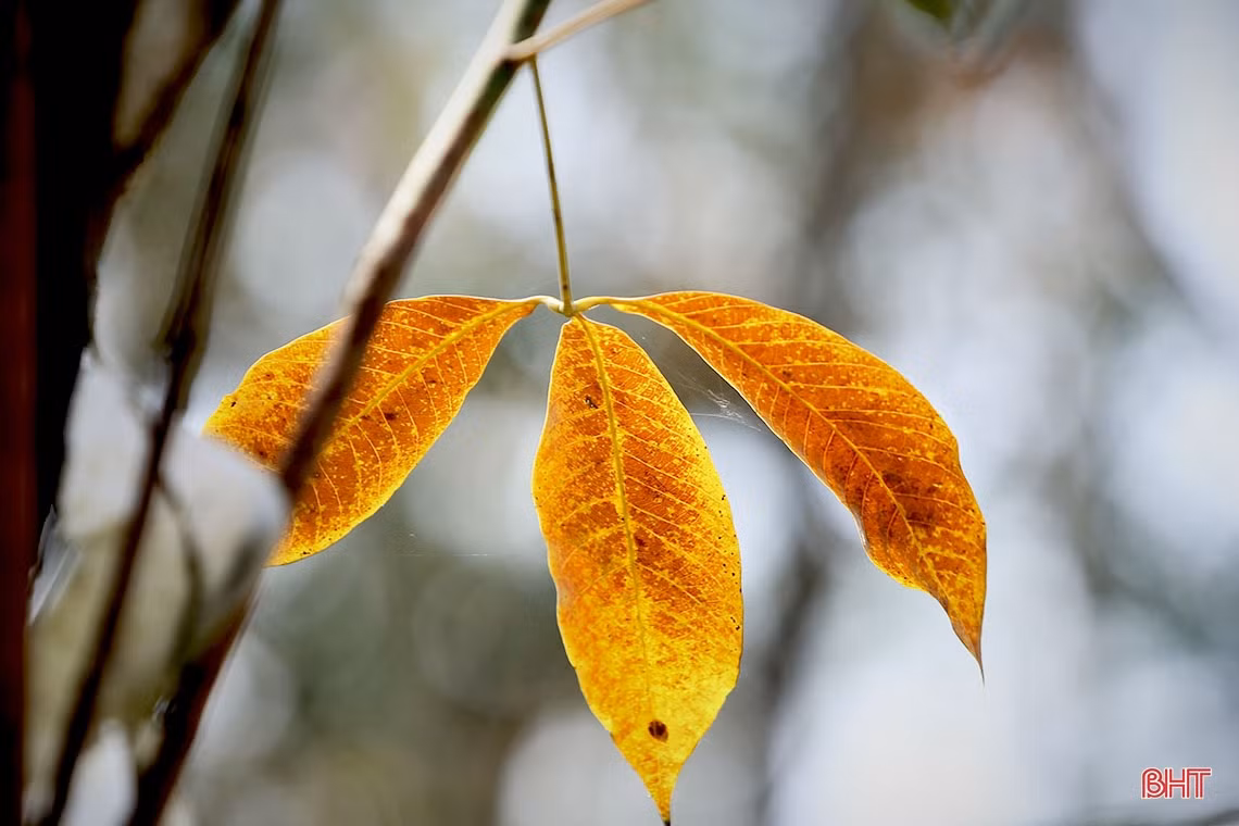 Ngắm vẻ đẹp rừng cao su vào mùa thay lá ở vùng núi Hà Tĩnh