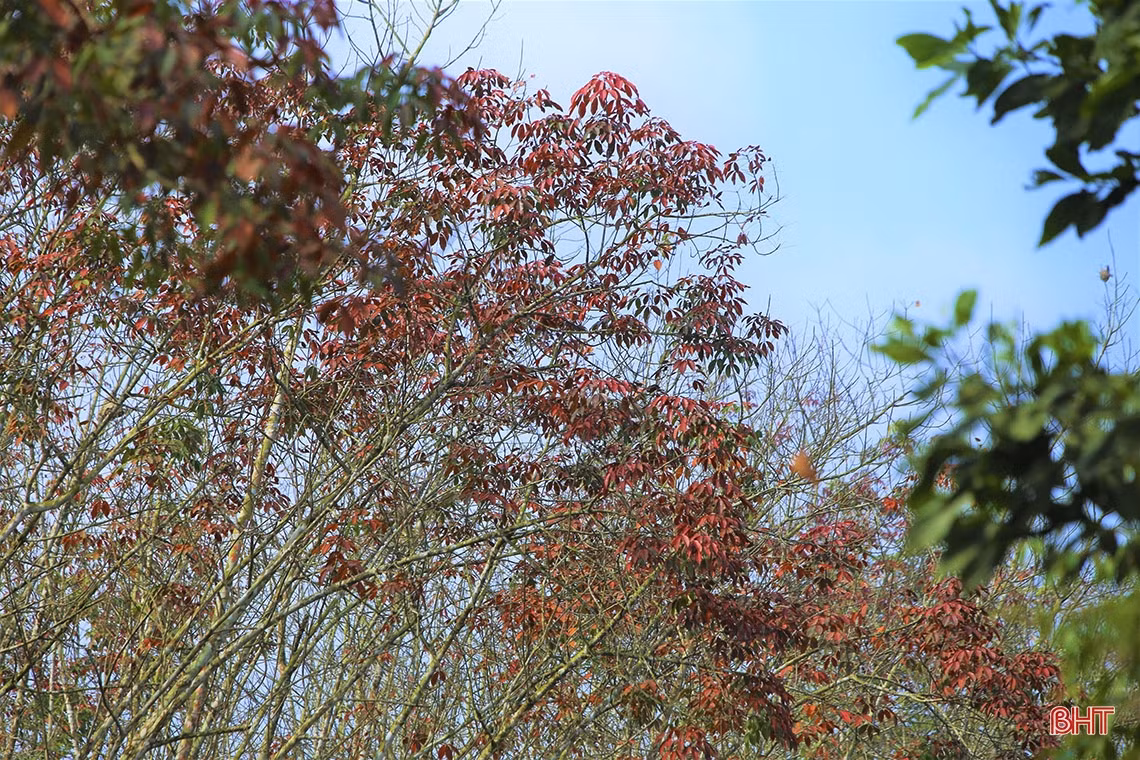 Ngắm vẻ đẹp rừng cao su vào mùa thay lá ở vùng núi Hà Tĩnh