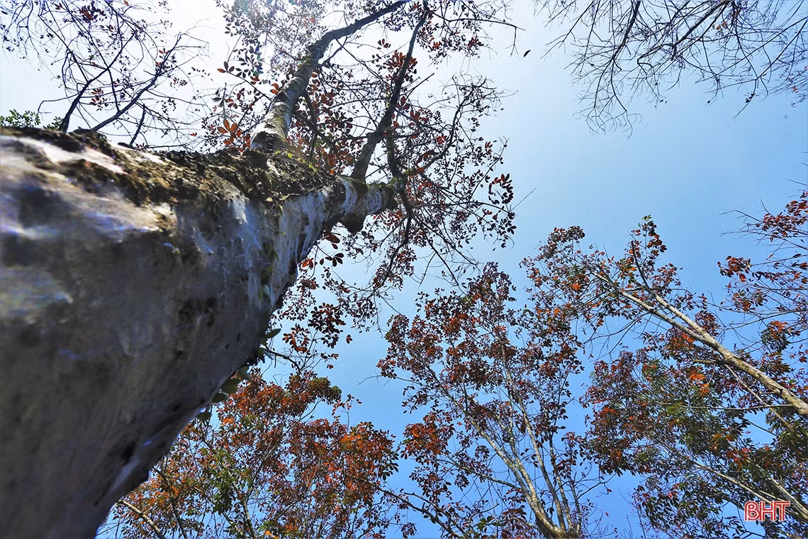 Ngắm vẻ đẹp rừng cao su vào mùa thay lá ở vùng núi Hà Tĩnh