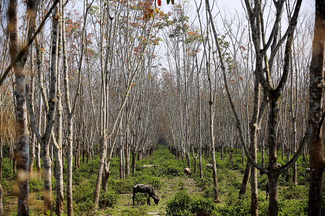 Ngắm vẻ đẹp rừng cao su vào mùa thay lá ở vùng núi Hà Tĩnh