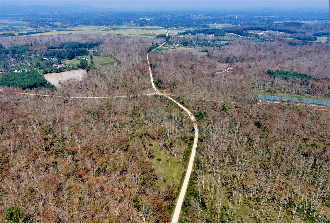 Ngắm vẻ đẹp rừng cao su vào mùa thay lá ở vùng núi Hà Tĩnh