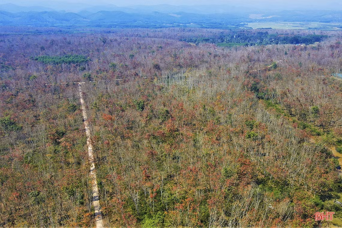 Ngắm vẻ đẹp rừng cao su vào mùa thay lá ở vùng núi Hà Tĩnh