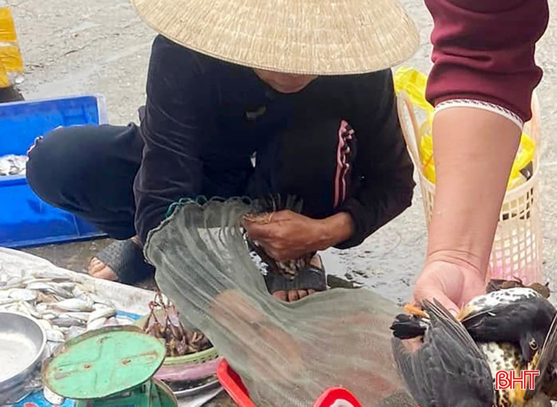 Bà cụ lấy trong túi lưới những chú chim nhỏ đã được vặt lông.
