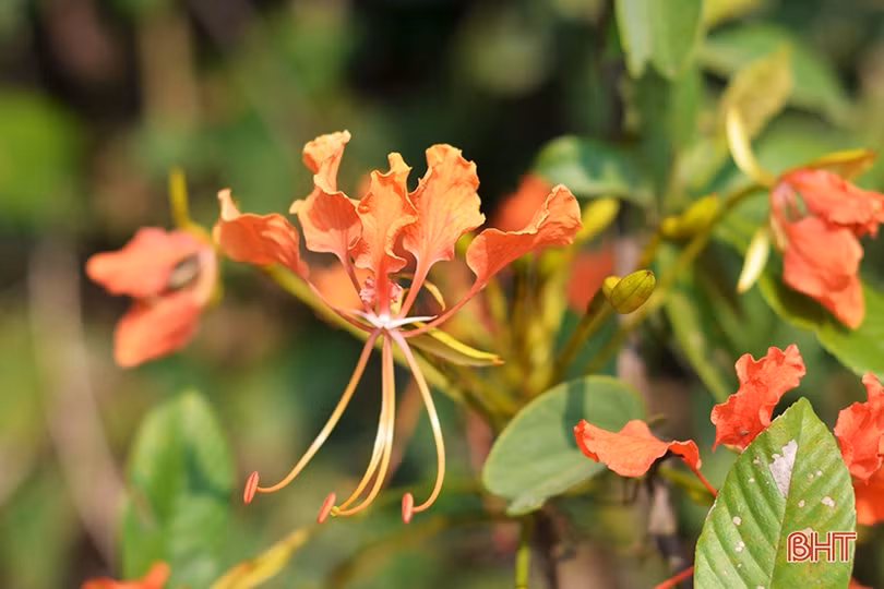 Rực rỡ những mùa hoa chạc quạch xứ núi Hà Tĩnh