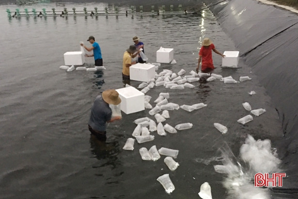 HTX Nuôi trồng thuỷ sản Xuân Thành thả 11 triệu con tôm giống