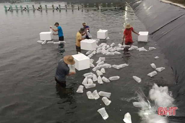 HTX Nuôi trồng thuỷ sản Xuân Thành thả 11 triệu con tôm giống