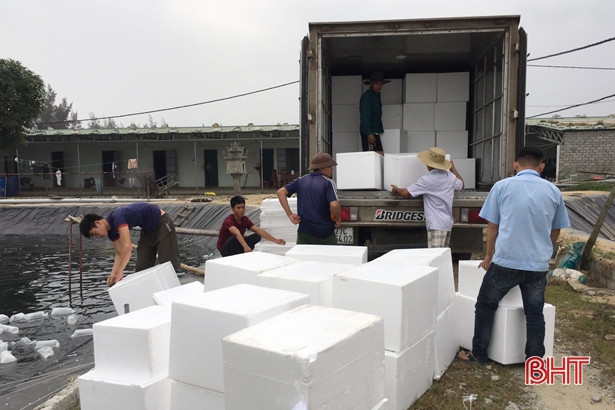 HTX Nuôi trồng thuỷ sản Xuân Thành thả 11 triệu con tôm giống