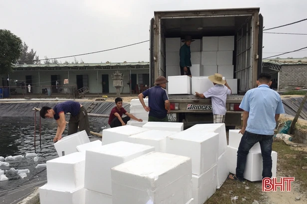 HTX Nuôi trồng thuỷ sản Xuân Thành thả 11 triệu con tôm giống