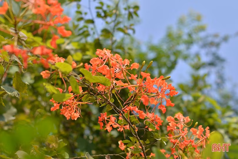 Rực rỡ những mùa hoa chạc quạch xứ núi Hà Tĩnh