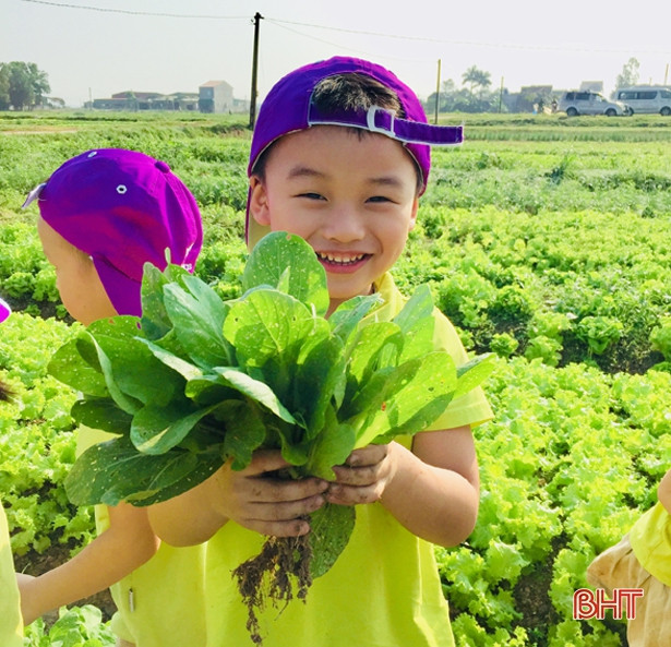 Bé Mầm non Trí Đức thăm cánh đồng rau, nông trại mùa xuân
