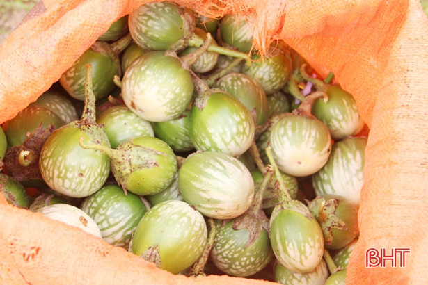 Vì sao cà Thượng Lộc rớt giá thảm, chỉ còn 2.000đ/kg?!