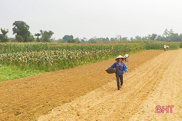 Liên kết doanh nghiệp trồng ngô, nông dân Phương Điền thu lợi