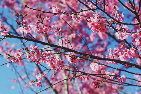 Rời nội thành, ghé ngoại ô Đà Lạt ngắm mai anh đào cuối mùa nở rực